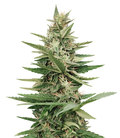 Сорт Purple Haze Auto fem (Original Sensible Seeds)