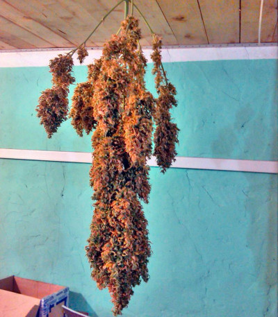 Сорт Auto New York City fem (Pyramid Seeds)