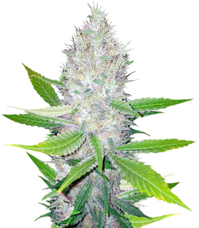 Сорт Blackberry fem (Nirvana Seeds)