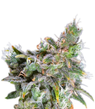 Сорт Magic Bud fem (Paradise Seeds)