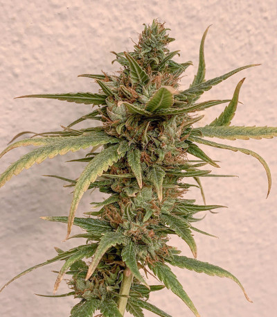 Сорт Orange Bud fem (Dutch Passion)