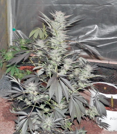 Сорт Acid fem (Paradise Seeds)