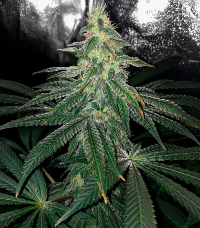 Сорт Bubba Slush fem (Green House Seeds)