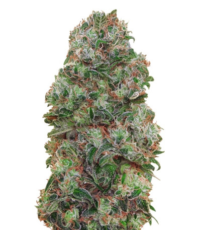 Сорт Bubble Gum fem (00 Seeds)