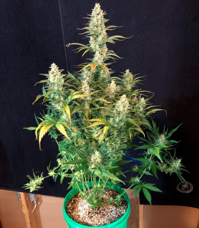 Сорт Mimosa Cake Auto fem