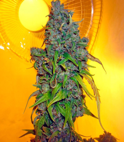 Сорт StarRyder auto fem (Dutch Passion)