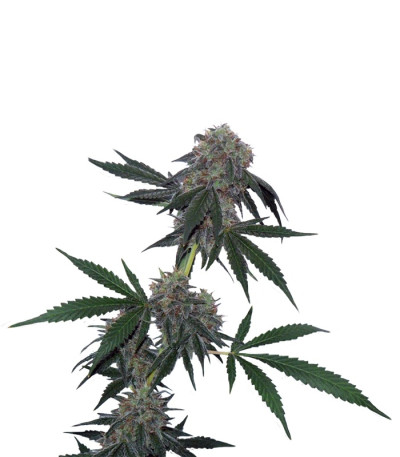 Сорт Jack Flash reg (Sensi Seeds)