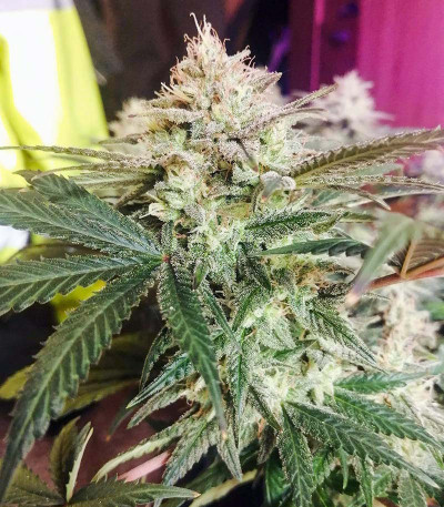 Сорт Original Clon fem (Blimburn Seeds)