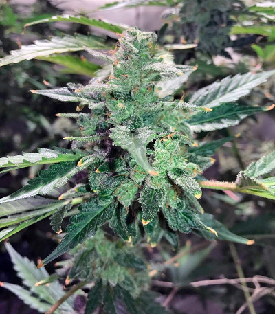 Сорт Auto Anesthesia fem (Pyramid Seeds)