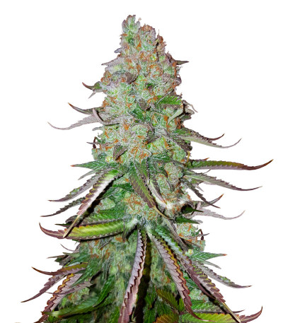 Сорт Big Bud Auto fem (Herbies Seeds)