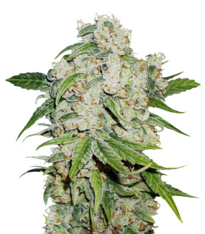 Сорт Auto Brooklyn Sunrise fem (Dutch Passion)