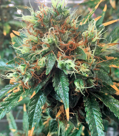 Сорт Kali Mist reg (Serious Seeds)