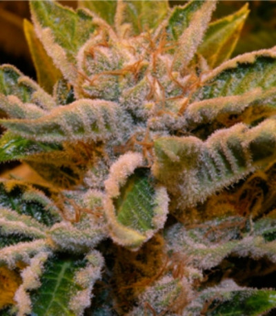 Купить White Berry fem (VIP Seeds)