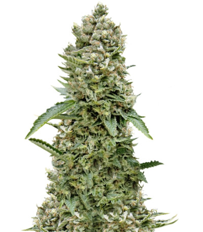 Сорт White Widow fem (Trikoma Seeds)