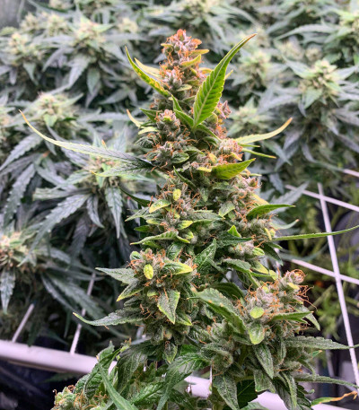 Сорт Auto Banana Blaze (Dutch Passion)