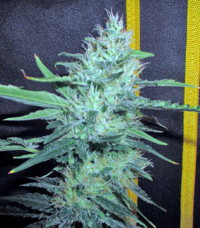 Сорт Pineapple Skunk fem (Humboldt Seeds)