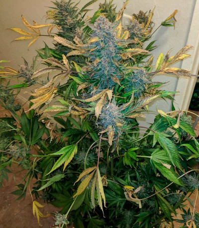 Сорт Auto Seemango fem (Victory Seeds)