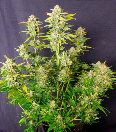 Сорт Black Orchid fem (Original Sensible Seeds)