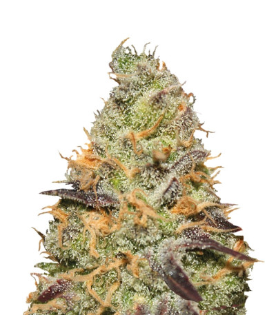 Сорт Blue Kush Berry fem (Paradise Seeds)