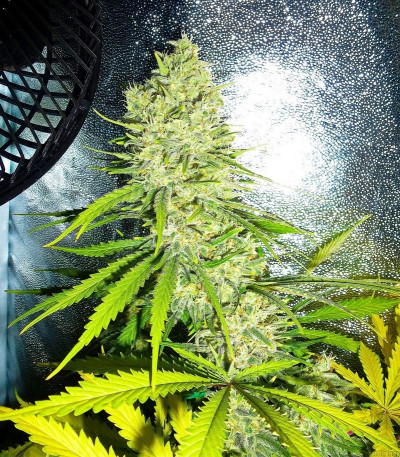 Сорт C99 fem (Female Seeds)