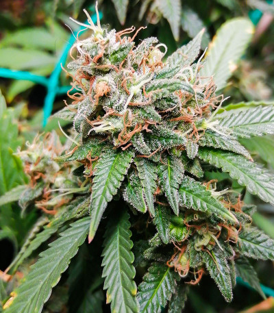 Сорт Critical Impact fem (Vision Seeds)