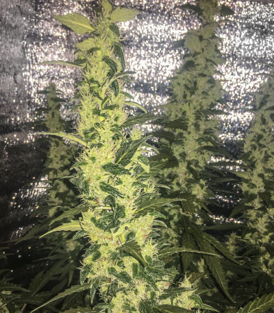 Сорт Sweet Tooth Auto fem (Barney's Farm)