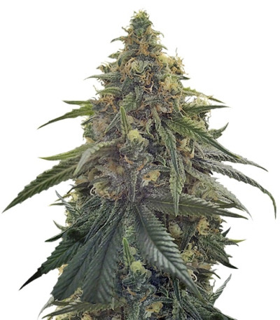 Сорт Desert Diesel fem