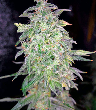 Сорт Moby Dick XXL Autoflowering fem