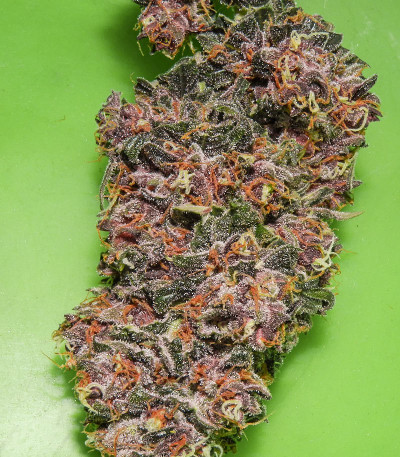 Сорт Red Purps fem (Female Seeds)