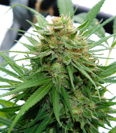 Сорт Delicious Cookies fem (Delicious Seeds)