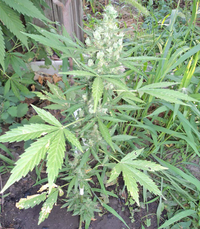 Сорт Niagara auto fem (Doctor’s Choice)