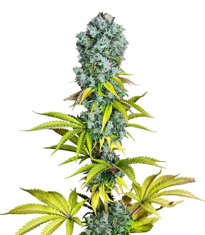 Сорт Pink Rozay fem (Original Sensible Seeds)