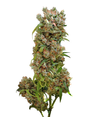 Сорт White Spanish fem (VIP seeds)