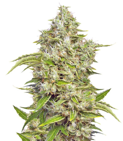 Сорт San Fernando Lemon Kush fem (Sweet Seeds)