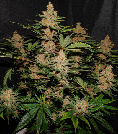 Сорт Tropicanna Poison F1 Fast Version (Sweet Seeds)