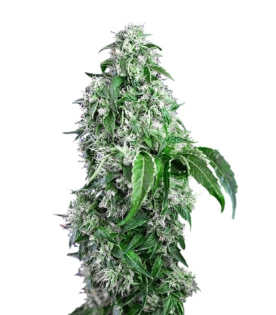 Сорт Big Devil F1 Fast Version fem (Sweet Seeds)