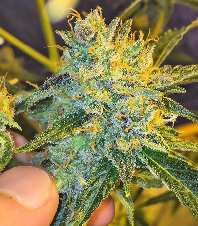 Сорт Californian Snow auto fem