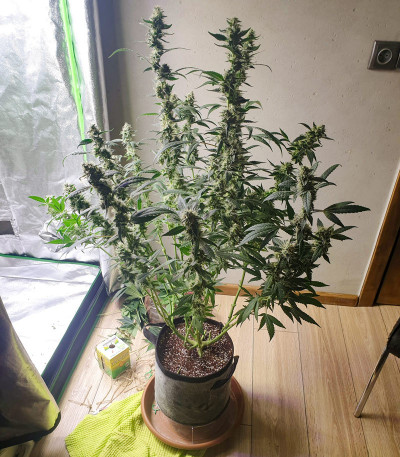 Сорт Cookies USA fem (Pyramid Seeds)