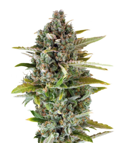 Сорт Critical Cheese fem (Dinafem Seeds)