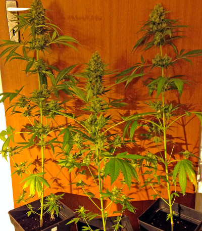 Сорт Critical Jack fem (Dinafem Seeds)