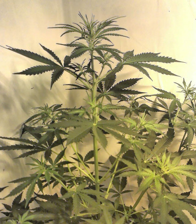 Сорт Grand Heft Auto fem (Dr. Krippling Seeds)