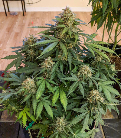 Сорт Auto Red Russian XXL fem (Victory Seeds)