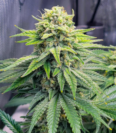 Сорт Jet Puft fem (Compound Genetics)