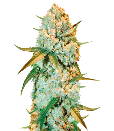 Сорт Special Crystal Haze fem