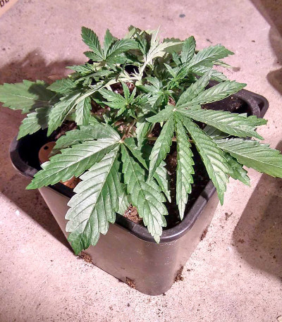 Семена конопли Cheese XXL Autoflowering