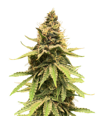 Сорт Critical Amnesia fem (AlphaFem Seeds)