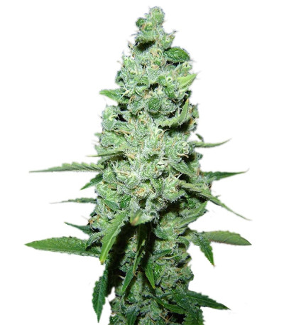 Сорт AK 47 reg (Serious Seeds)