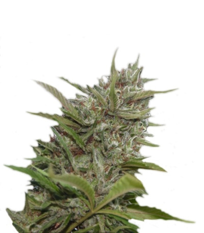 Сорт Auto Whiteberry fem (Paradise Seeds)