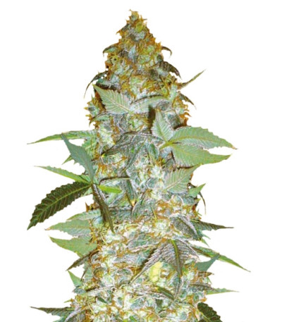 Сорт Euforia Special fem (Bulk Seed Bank)