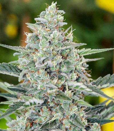 Сорт Flashberry reg (Mandala Seeds)